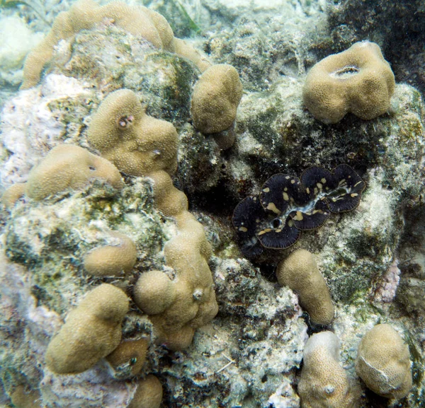 Вид Красивий Тридаканський Молюск Природі — стокове фото