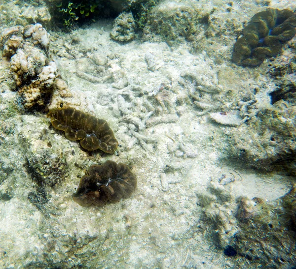 Vista Una Hermosa Almeja Tridacna Naturaleza —  Fotos de Stock