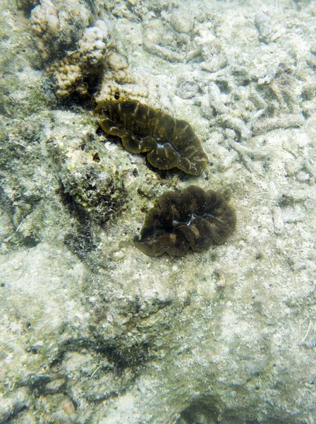 Widok Piękny Tridacna Clam Przyrodzie — Zdjęcie stockowe