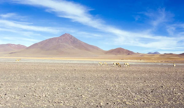 Die Landschaft Des Hochgebirges Bolivien — Stockfoto