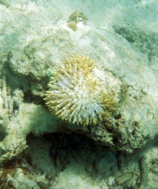 Mercan resifinin mercan beyazlamasından zarar görmüş bir resmi.