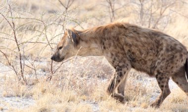 Namibya 'da siyah benekli bir sırtlanın görüntüsü