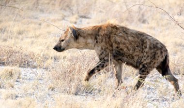 Namibya 'da siyah benekli bir sırtlanın görüntüsü