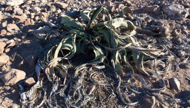 Namibya Çölü 'ndeki harika bitki Welwitschia Mirabilis