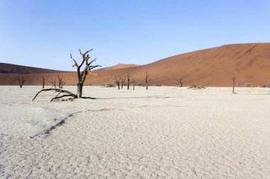 Namibya 'da ölü ağaçların ve çölün resmi