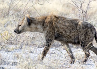 Namibya 'da siyah benekli bir sırtlanın görüntüsü