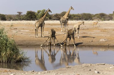 Namibya Etosha Milli Parkı 'nda içen bir zürafa.