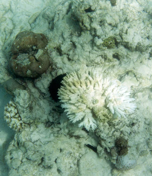 塞舌尔群岛海域珊瑚礁漂白 — 图库照片