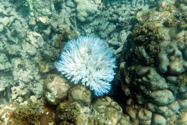 セイシェル島のサンゴ礁の白化 — ストック写真