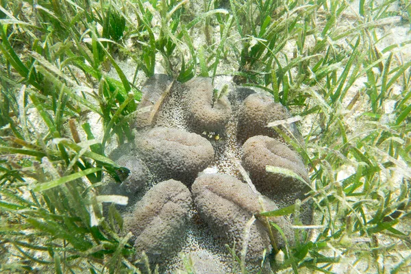 在印度尼西亚的托吉岛上 一张沙丘海葵的近照 — 图库照片