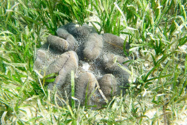 Una Imagen Cercana Una Anémona Arena Las Islas Togian Indonesia —  Fotos de Stock