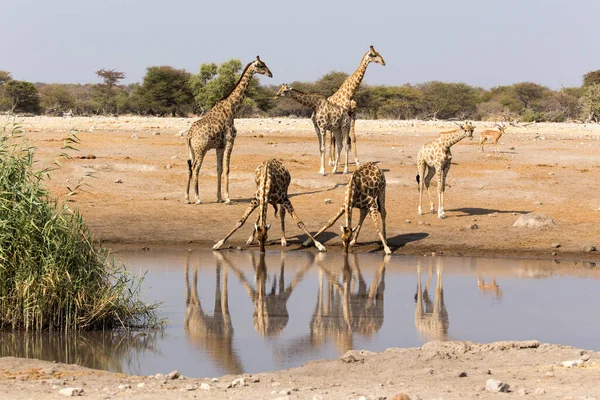 Néhány Zsiráf Iszik Namíbia Etosha Nemzeti Parkban — Stock Fotó
