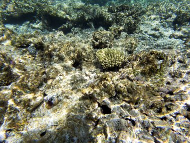 Yeni Kaledonya 'nın harika mercan kayalıkları