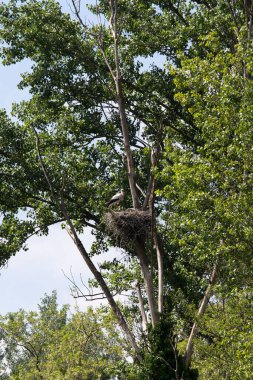 İtalya 'nın kuzeyinde bir leylek yuvası