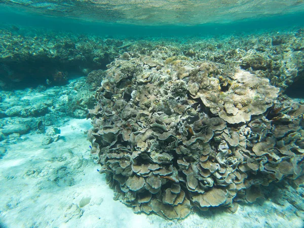 Maravilloso Arrecife Coral Nueva Caledonia —  Fotos de Stock