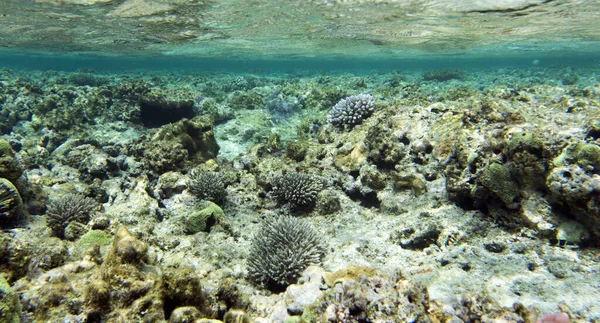 Meravigliosa Barriera Corallina Della Nuova Caledonia — Foto Stock