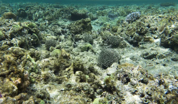 新喀里多尼亚美丽的珊瑚礁 — 图库照片
