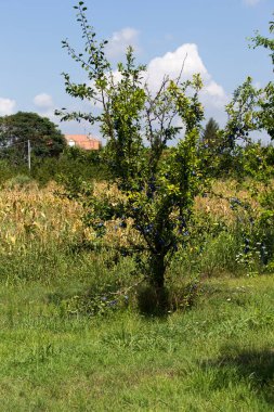 İtalya 'da meyveli erik ağacı manzarası