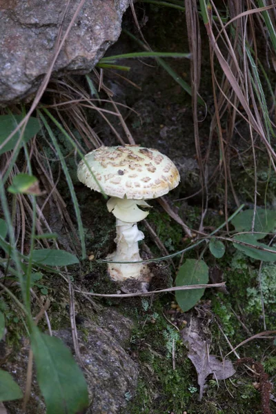 Utsikt Över Giftig Amanita Citrina Svamp Skogen — Stockfoto