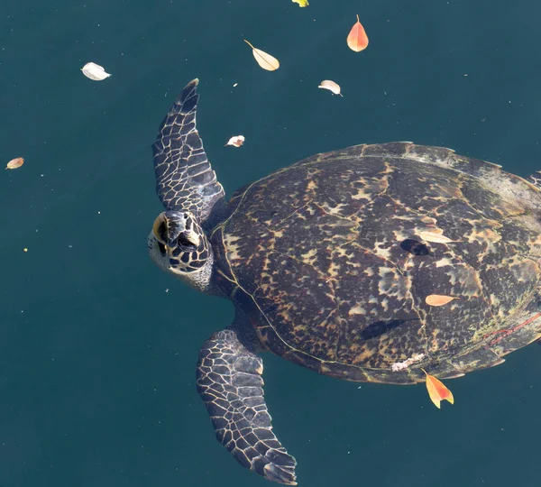 Вид Морскую Черепаху Новой Каледонии — стоковое фото