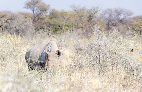 Blick Auf Ein Großes Breitmaulnashorn Namibia — Stockfoto