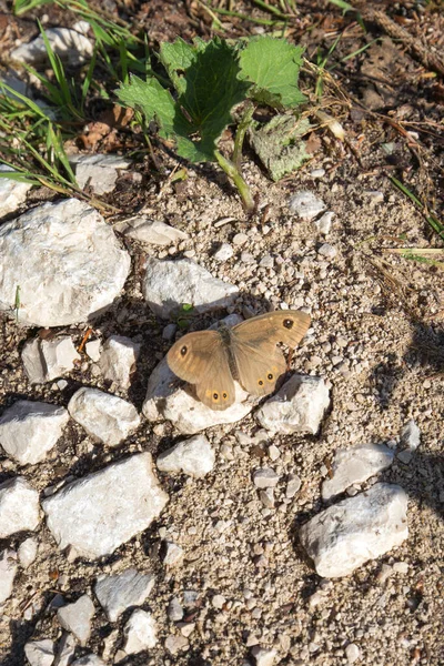 Widok Lasiommata Maera Motyl Północnej Części Włoch — Zdjęcie stockowe