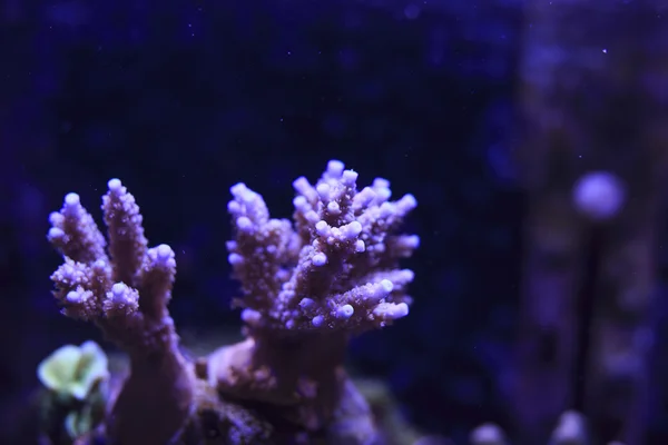 水族馆 — 图库照片