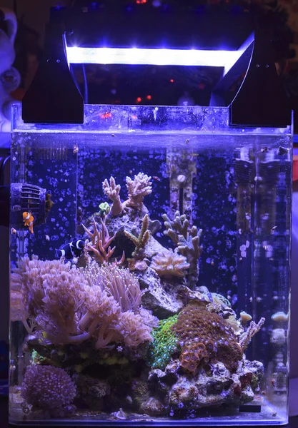 Nemo fish — Stock Photo, Image