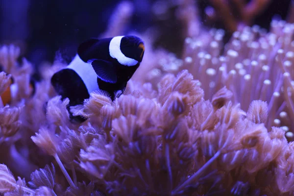 Nemo balık — Stok fotoğraf