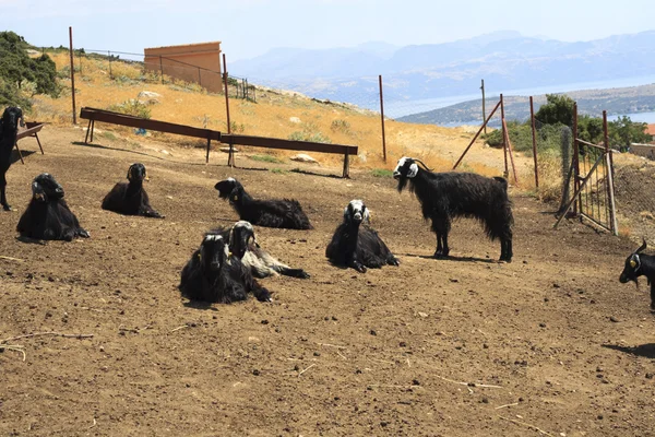 Goats — Stock Photo, Image