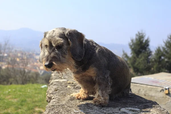 Minyatür dachshund — Stok fotoğraf