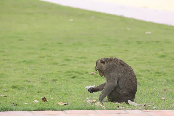 Dlouho ocasem makak — Stock fotografie
