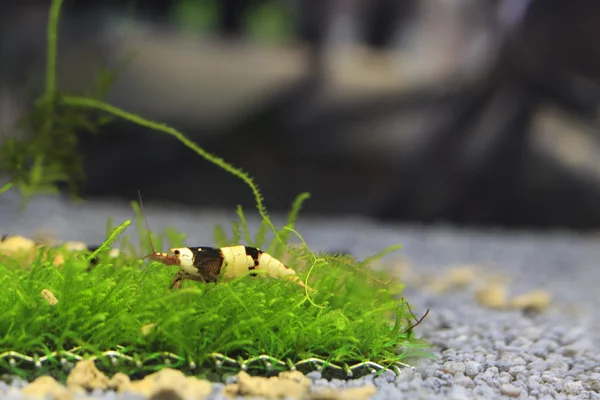  Caridina