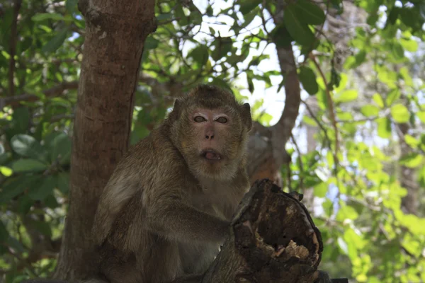 Macaque à longue queue — Photo