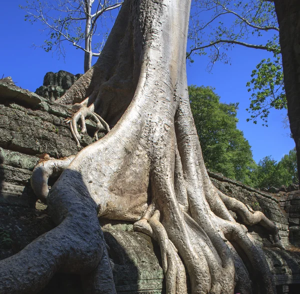 Angkor's popular temples, Cambodia — Stock Photo, Image