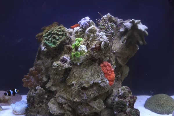 Koral rafa tropikalny — Zdjęcie stockowe