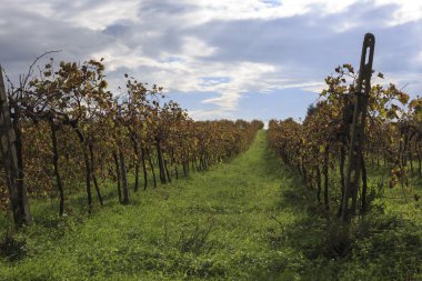Chianti bölge tepelerde Toskana günbatımı