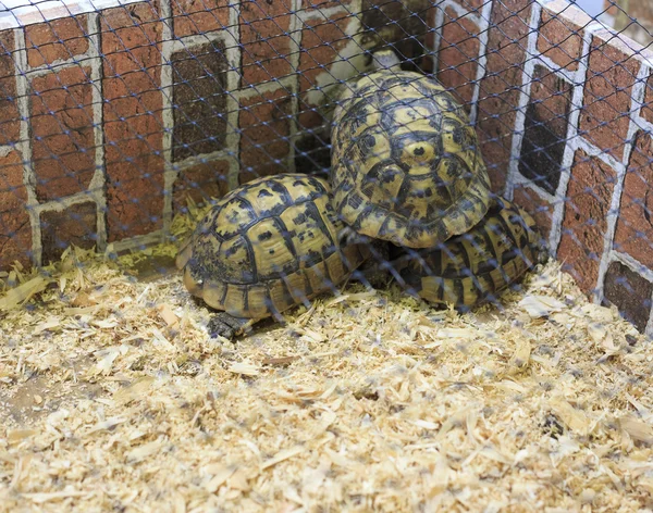 Schildpadden gevangene — Stockfoto