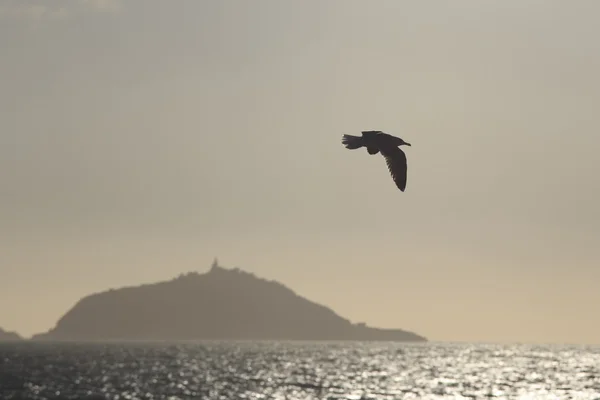 Gaviota —  Fotos de Stock