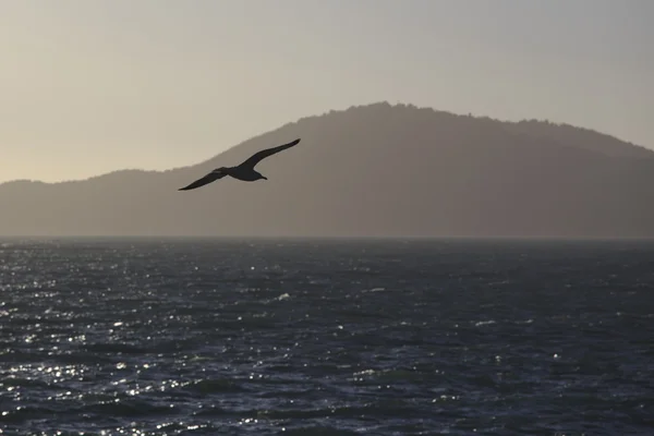 Gaviota —  Fotos de Stock