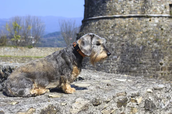 Dachshund. — Fotografia de Stock