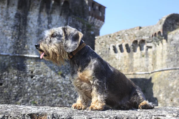 Dachshund. — Fotografia de Stock