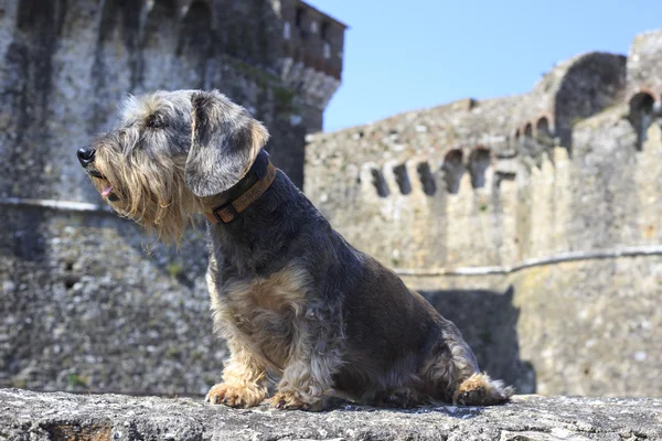 Dachshund. — Fotografia de Stock