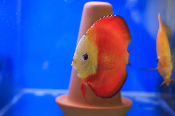 Red discus in tank — Stock Photo, Image