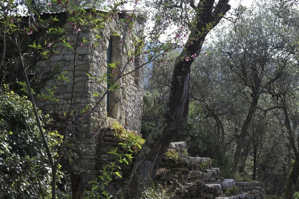 Zeytin ağacı ile bina — Stok fotoğraf