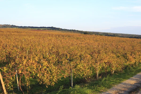 Vineyard in autumn. — Stock Photo, Image