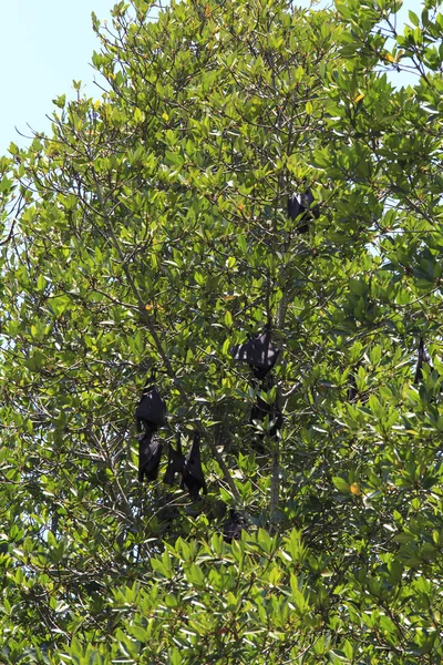 Murciélagos enormes —  Fotos de Stock