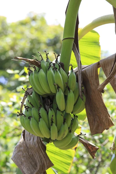 Plantação de Bananas e Bananas — Fotografia de Stock