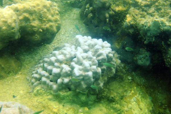 Brain coral — Stock Photo, Image