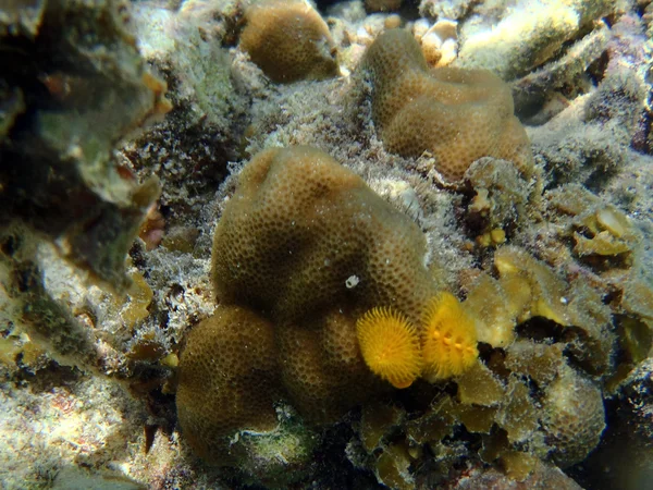 Σκουλήκι θάλασσα και κοράλλια — Φωτογραφία Αρχείου